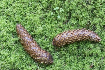Spruce cone (Picea abies) on moss, Emsland, Lower Saxony, Germany, Europe