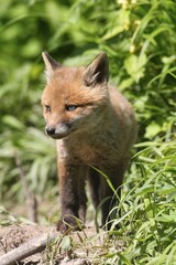Young fox (Vulpes vulpes), pup, six weeks, Allgäu, Bavaria, Germany, Europe