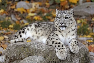 Fototapeta premium Snow leopard (Panthera uncia), lying on rocks, captive, Germany, Europe