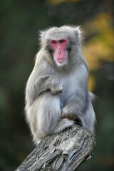 Japanese macaque (Macaca fuscata) sits on tree trunk, captive