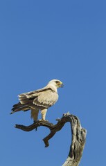 Tawny Eagle (Aquila rapax), pale variety, sitting on perch, Kalahari Desert, Kgalagadi Transfrontier Park, South Africa, Africa