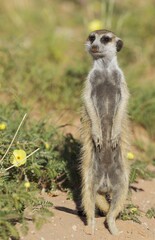 Suricate or meerkat (Suricata suricatta), guard on the lookout, rainy season with green surroundings, with yellow Devils Thorn (Tribulus zeyheri) flowers, Kalahari Desert, Kgalagadi Transfrontier Park, South Africa, Africa