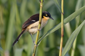 Black-capped Donacobius (Donacobius atricapilla) on reed, Pantanal, Mato Grosso State, Brazil, South America