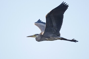 Grey heron (Ardea cinerea) in flight, Emsland, Lower Saxony, Germany, Europe