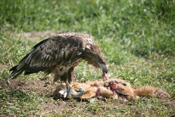 White-tailed Eagle or Sea Eagle (Haliaeetus albicilla), 2-year-old young bird, juvenile plummage, feeding on a fox