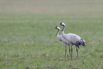 Common Cranes (Grus grus), Brandenburg, Germany, Europe