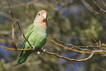 Rosy-faced lovebird (Agapornis roseicollis) adult, South-east Namibia