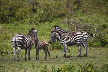 Zebra family (Equus quagga) including mother with young animal, Arusha National Park, Tanzania, Africa