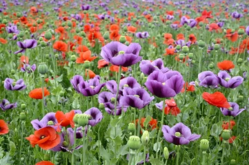 Fotobehang Red and violet poppy field in summer, colorful background. Poppies. © unverdorbenjr
