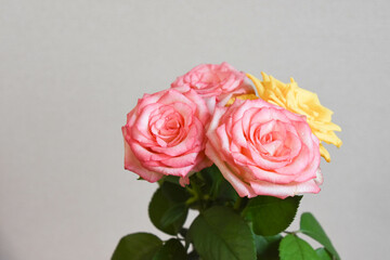 ピンクと黄色のばら