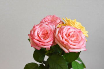 ピンクと黄色のばら
