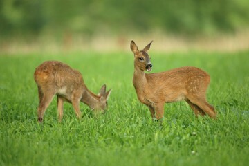 Two Roe Deer (Capreolus capreolus), fawns, two months, Allgaeu, Bavaria, Germany, Europe