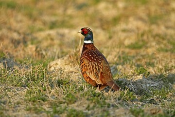 Pheasant (Phasianus colchicus), standing on a field, Burgenland, Austria, Europe