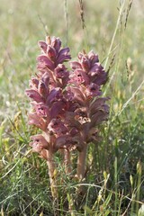 Hellroot (Orobanche minor), Kreptitzer Heide nature reserve, Dranske, Rügen, Mecklenburg-Western...