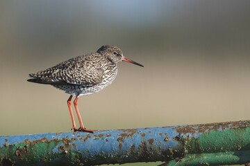 Common redshank (Tringa totanus), standing on a rusty metal pipe, East Frisia, Lower Saxony, Germany, Europe