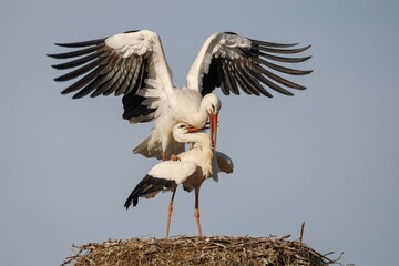Two White storks (Ciconia ciconia) copulate on their nest, Germany, Europe