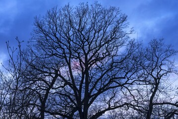 Bare Oaks (Quercus), Silhouettes at dusk, Lower Saxony, Germany, Europe