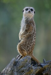 Meerkat (Suricata suricatta), vigilant, captive, Germany, Europe