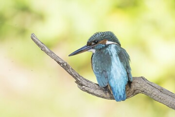 Common kingfisher (Alcedo atthis), female sitting on branch, Hesse, Germany, Europe