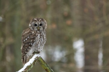 Tawny owl (Strix aluco) sits on branch, captive, Pilsen, Czech Republic, Europe