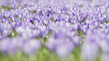 Sea of flowers with purple woodland crocus (Crocus tommasinianus), Lower Austria, Austria, Europe