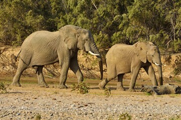 Fototapeta premium Namibian Desert elephants (Loxodonta africana), Bull and cow, Hoarusib River, Namib Desert, Kaokoland, Kaokoveld, Kunene Province, Namibia, Africa