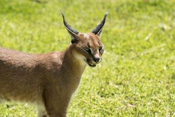 Caracal (Caracal caracal), age 18 months, captive
