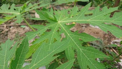 Close up photo of papaya leaves