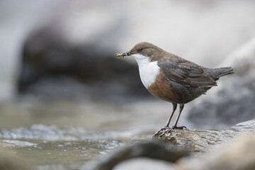 White-throated Dipper (Cinclus cinclus) stands on stone with food in the beak, Stubaital, Tyrol, Austria, Europe