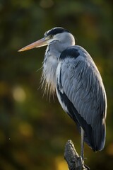 Grey Heron (Ardea cinerea), Baden-Württemberg, Germany, Europe