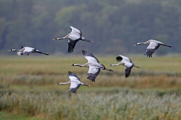 Cranes (Grus grus), flying in swarm, Western Pomerania Lagoon Area National Park, Mecklenburg-Western Pomerania, Germany, Europe