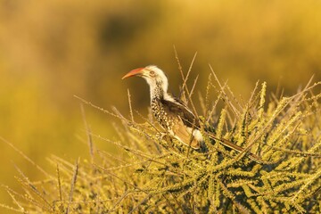 Red-billed hornbill (Tockus erythrorhynchus), sitting on bush, Mashatu Game Reserve, Tuli Block, Botswana, Africa