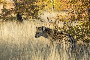 Spotted Hyena (Crocuta crocuta), in the dry grass, Mashatu Game Reserve, Tuli Block, Botswana, Africa
