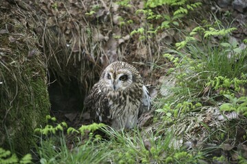 Naklejka na ściany i meble Short-eared Owl (Asio flammeus) in front of its nesting cave, Norway, Europe