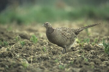 Common Pheasant (Phasianus colchicus) walking over a field