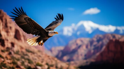 Fototapeta premium Majestic Eagle in Flight