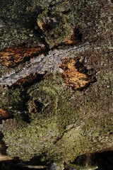 Trunk and bark of an old Spruce (Picea), Lueerwald Forest, Sauerland, North Rhine-Westphalia, Germany, Europe