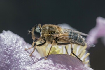 Tapered Dronefly (Eristalis pertinax) on a flower, Bridgend, South Wales, United Kingdom, Europe