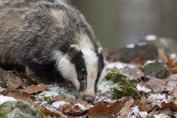 Obraz premium European badger (Meles meles), captive, Pilsen, Czech Republic, Europe