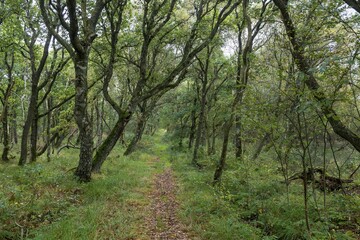 Forest track through the nature reserve Kærgård Klitplantage, Syddanmark, Denmark, Europe
