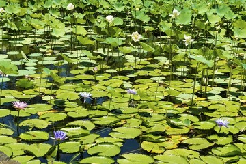 Lotus flowers (Nelumbo) in a pond, Mauritius, Africa