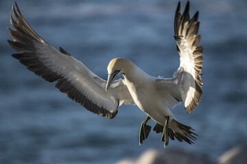 Cape gannet (Morus capensis) in flight by Bird Island in Lambert's Bay, Western Cape, South Africa, Africa