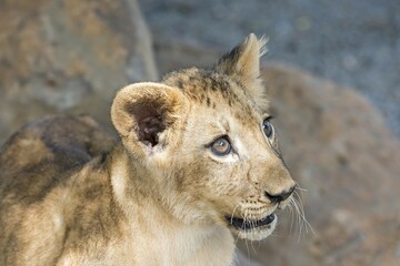 Lion (Panthera leo), young, 3 months, captive