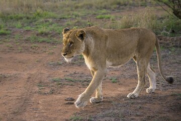 Lioness (Panthera leo), Sabi Sands Game Reserve, Sabi Sabi Bush Lodge, South Africa, Africa
