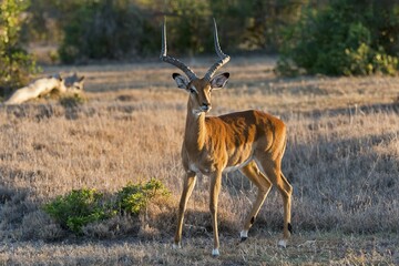 Impala (Aepyceros melampus), Ol Pejeta Reserve, Kenya, Africa