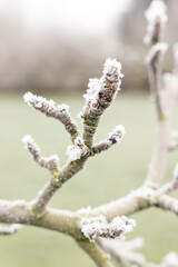 Close-up of a frozen branch with buds. A frozen tree in the park. Nature Photos