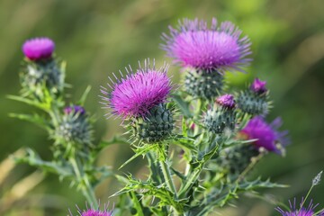 Fototapeta premium Purple thistles in bloom. KI generiert, generiert, AI generated