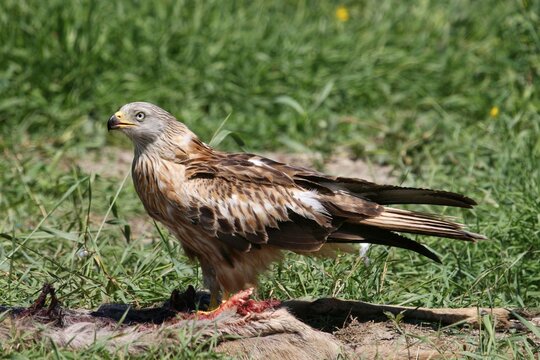 Red Kite (Milvus milvus) on a dead deer