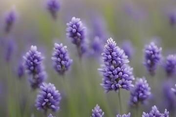 Obraz premium Detailed macro of a lavender flower (Lavandula angustifolia), showing the tiny purple buds and soft, velvety texture of the petals, AI generated