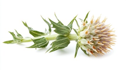 A single flower sits on a clean white background, perfect for use in designs or as a simple image